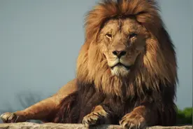 盘点地球上最强大的10种猫科动物，狞猫猞猁入选，雄狮第1无悬念图片