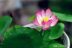 碗莲长不好，都是因为选错了种子，开花才这么难图片
