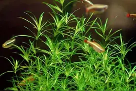 这种水草极易饲养，在鱼缸里可长成一片小树林，基本不用刻意照顾图片