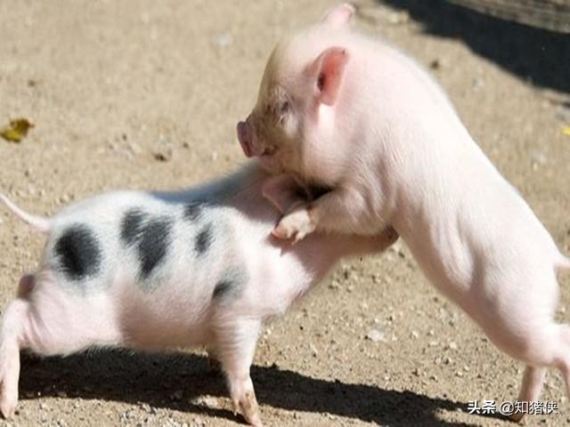 猪互相咬尾巴或咬耳朵是什么原因？9个应对措施帮您消灭此病