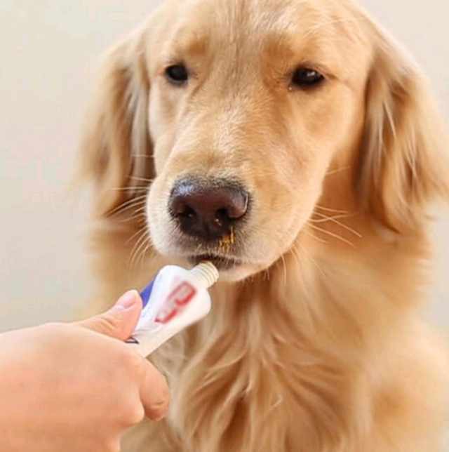 辟谣：营养膏是狗狗每天必需品，兽医：没这些疾病不需要吃营养膏