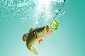 鱼食里为什么要加果酸？鱼食中加果酸有什么效果？钓鱼果酸的效果图片