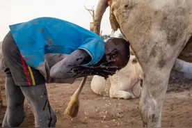 “贫穷”的原始部落，人均拥有牛10头以上，却永远不会吃掉它们图片