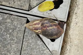 入侵物种之非洲大蜗牛图片
