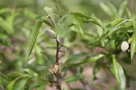 山东能不能种植巴旦木，巴旦木种植产量怎么样图片