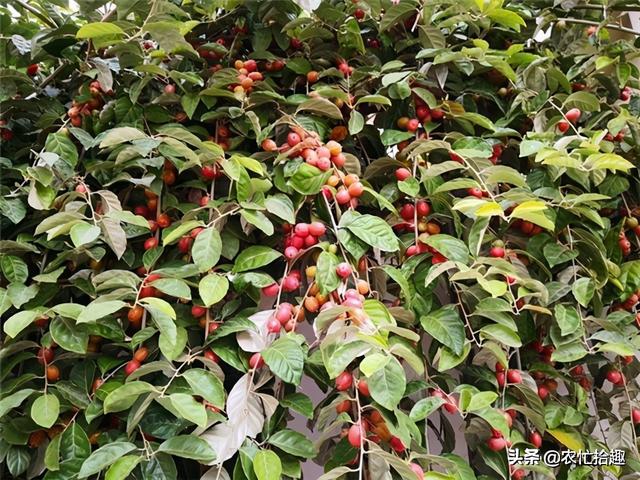 春季早熟的果子，已有人去采摘，一斤34元，却很少有人种植