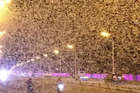 河南邓州出现大量蜉蝣，不会预示下暴雨，什么飞虫预示下暴雨？图片