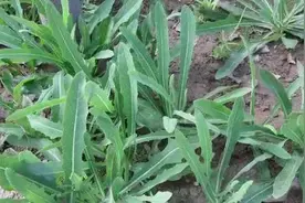 在农村这种野菜遍地都是，农民称它为补钙菜，含钙量堪比钙图片