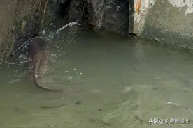 这种鱼曾经泛滥成灾无人吃，现在渔民已大量养殖，做法告诉大家图片