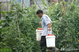 蔬菜80%的产量来源于这两点，弄明白了何愁不高产，学学吧图片