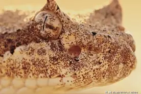 一生不喝水，却活成沙漠里的"魔鬼"蛇，爬行方式太优美毒蛇响尾蛇图片