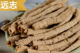 中药古今研究：远志图片