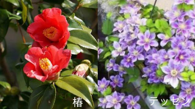 海贼王1023话《一模一样》单话分析及考据解读