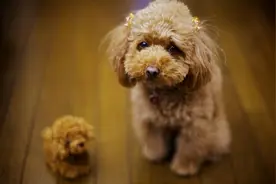 有这6个坏毛病的泰迪犬，竟然是聪明的表现，你家狗有吗？图片