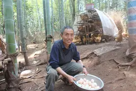 竹林养鸡500只，月入竟达万元，一位退休老师的致富路图片