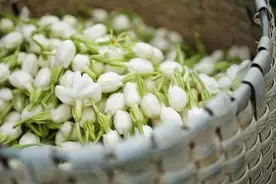 如何让盆栽茉莉夏天花多、开得久：插枝繁殖育壮苗，养护注重四点图片