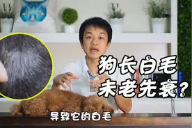 狗狗年纪轻轻却突然长白毛？是未老先衰？或是压力或疾病导致视频封面