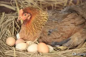 为什么母鸡，不需要公鸡也能自己排卵生蛋？专家：其实道理很简单图片