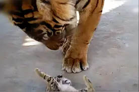 饲养员为刺激老虎心情，放了1只猫咪进去，再去看时：好温馨呀图片