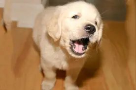 训犬师分享的5个养狗规则，不管对新手主人，还是老手主人都有用图片