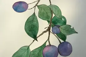 秋分｜水彩画紫色果子的步骤图片