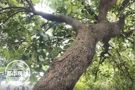 小区里有棵树，开花后散发恶臭！居民：像尿骚味图片