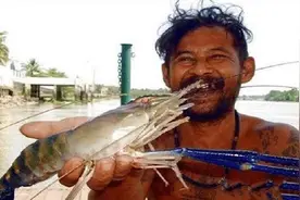 湄公河大虾泛滥成灾，长达一米！中国吃货看了却说不敢动不敢动图片