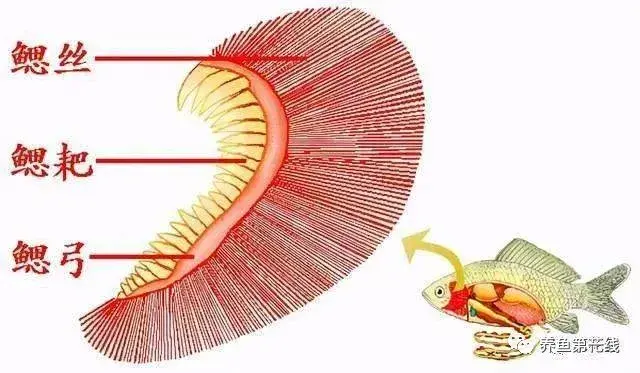 鱼鳞由什么组成