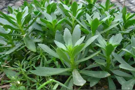 它俗称“高钙菜”，钙量是牛奶的3倍，盆栽在家反复摘吃20年图片