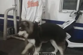 女孩洛阳街头遛雪橇犬！罚款一千元、狗被没收图片