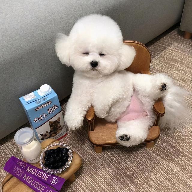 盘点十大热门可爱的狗狗!每一种狗都想让人抱回家