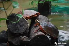 曾经龟市叱咤风云的品种，现如今都是啥情况？图片