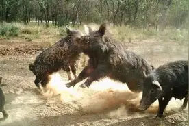 野猪翻滚？保形油箱为何不再那么时髦了？图片