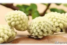 后悔！老人借千元买8两“能治病”的绿萝花图片