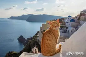 在希腊，养一只猫要花多少钱？图片