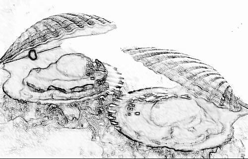 越奖励越得寸进尺,如何应对成长的"扇贝效应"?家长要懂这几点