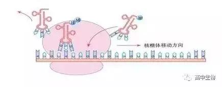 「期末考有救了」考试必备生物计算公式，还不收着？