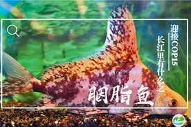 迎接COP15，保护生物多样性丨长江里有什么之“水美人”胭脂鱼图片