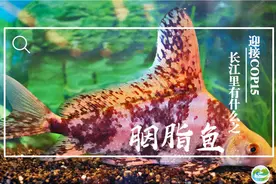 迎接COP15，保护生物多样性丨长江里有什么之“水美人”胭脂鱼图片