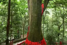 巴蜀树王雅安千年红豆树图片
