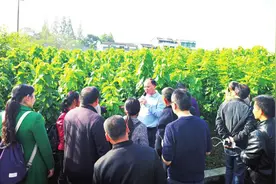 宁南：三十年磨一剑 成就彝乡蚕桑大产业图片