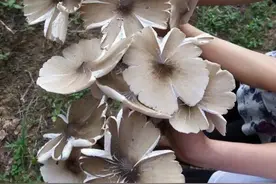 故乡杂记：五月初五，鸡枞拱土图片