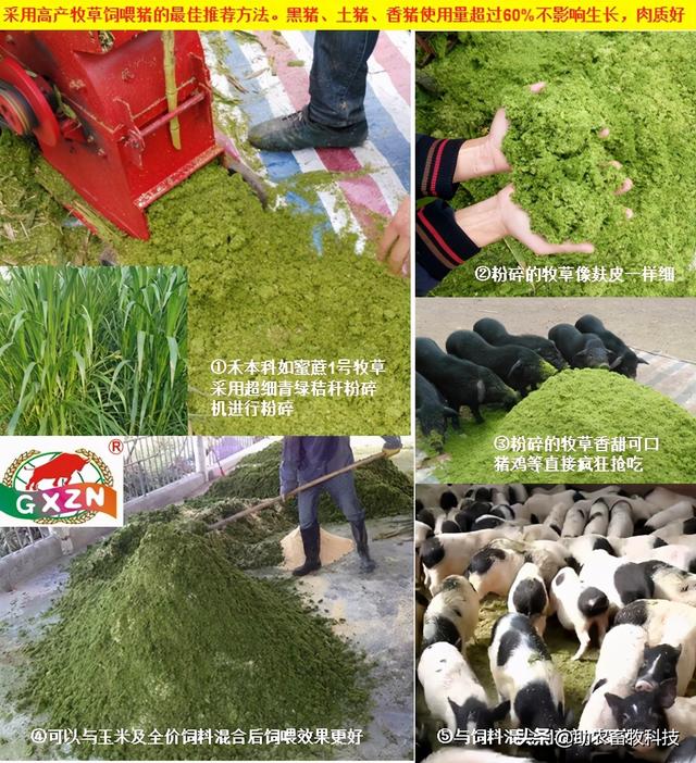 南方养猪种植什么牧草好？猪场为什么推荐种植牧草？