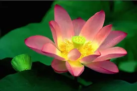 Ｐs进阶教程，新手老手都有用！建议收藏图片