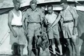 二战中特殊的“熊兵”：抽烟、喝酒、把妹一样不落，还被授予军衔图片