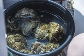 拥有世界七大美丽沙滩之一的岛屿，曾经因为污染关闭图片