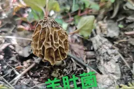 市价高达800元一斤的羊肚菌，原来长这个样子图片