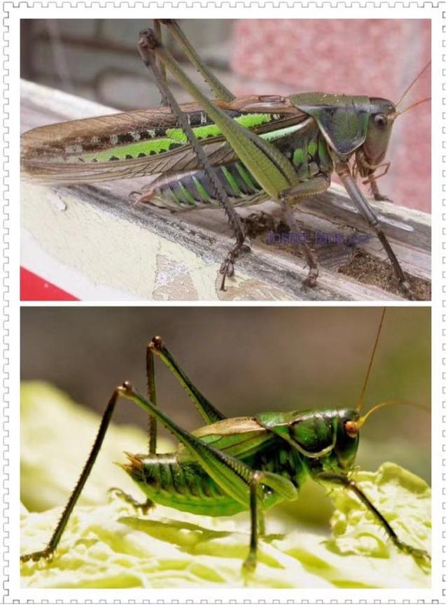 秋虫是什么虫子（带你分清这两个秋天鸣叫的小伙伴）