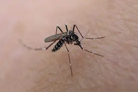 你知道蚊子最怕什么吗？原来不是蚊香，难怪我一直被蚊子咬图片