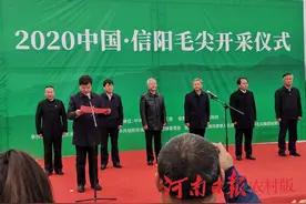 2020年信阳毛尖正式开采，市长倡导“一芽一叶”采摘图片